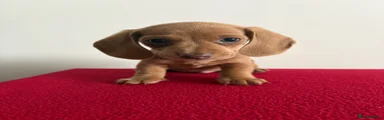 Teddy