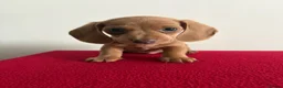 Miniature Dachshund dogs for sale: ⭐️💕miniature dachshund pups⭐️💕 - Advert 3