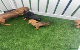 Miniature Dachshund dogs for sale: 4 adorable miniature dachshund puppies  - Image 7
