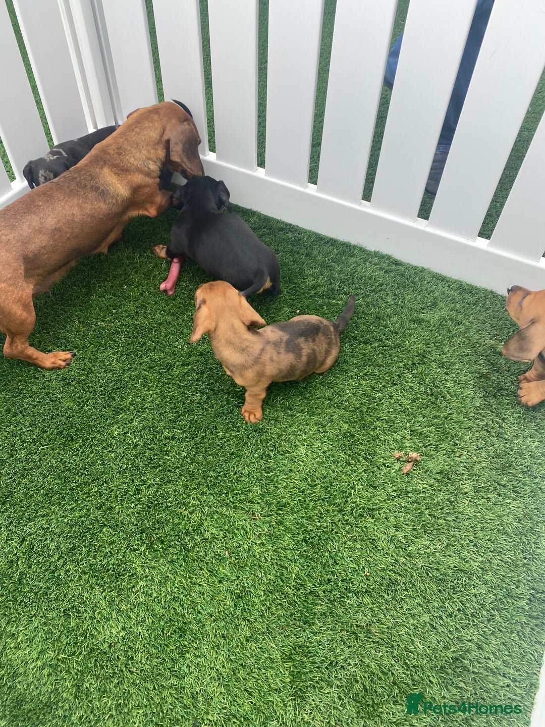 Miniature Dachshund dogs for sale: 4 adorable miniature dachshund puppies  - Image 7