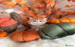 British Shorthair cats for sale: Golden British Shorthair  - Image 9