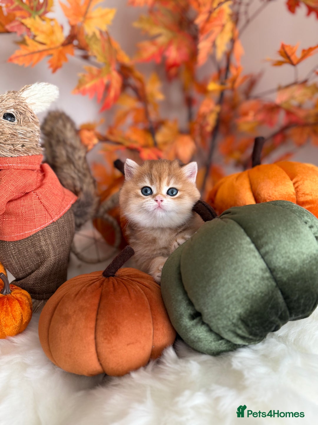 British Shorthair cats for sale: Golden British Shorthair  - Image 9