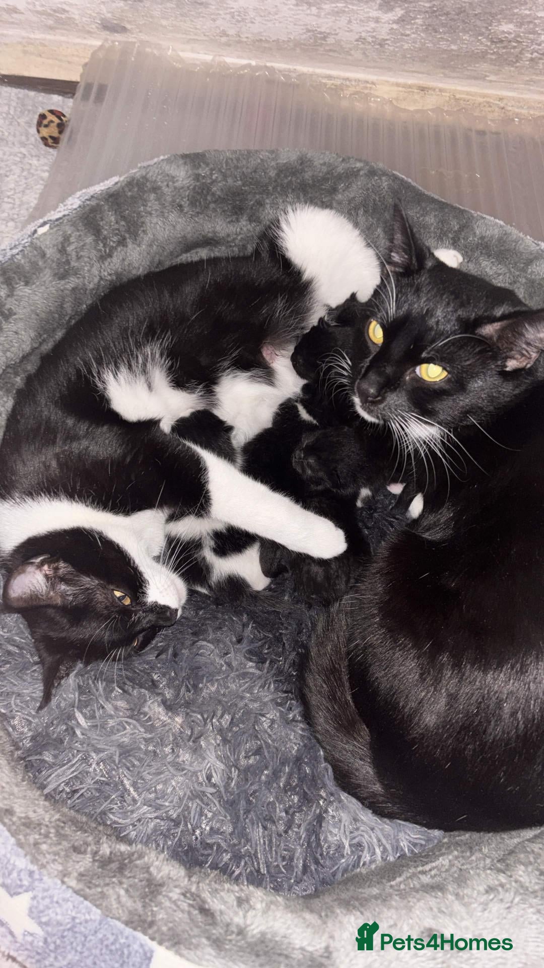 Mixed Breed cats For sale looking for a home  - Advert 8