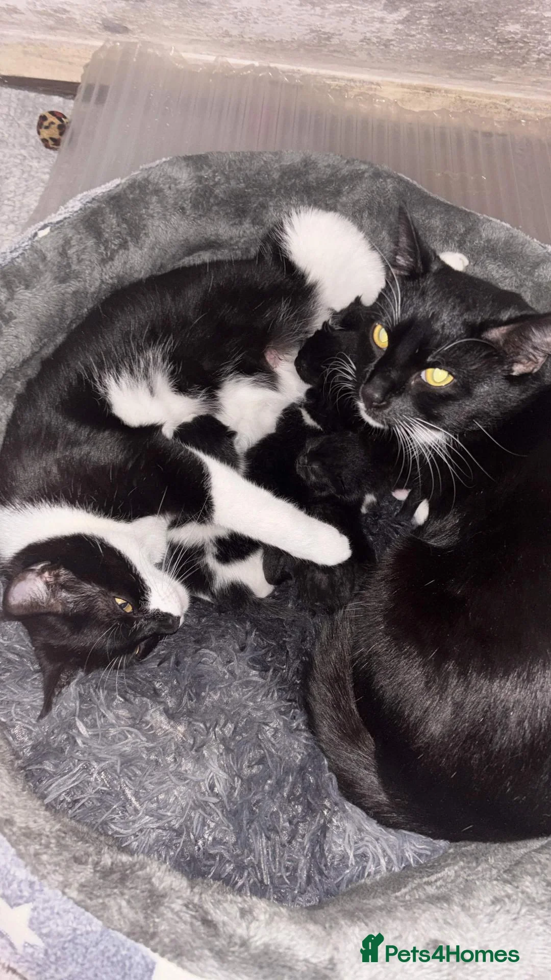 Mixed Breed cats for sale: For sale looking for a home  - Advert 1