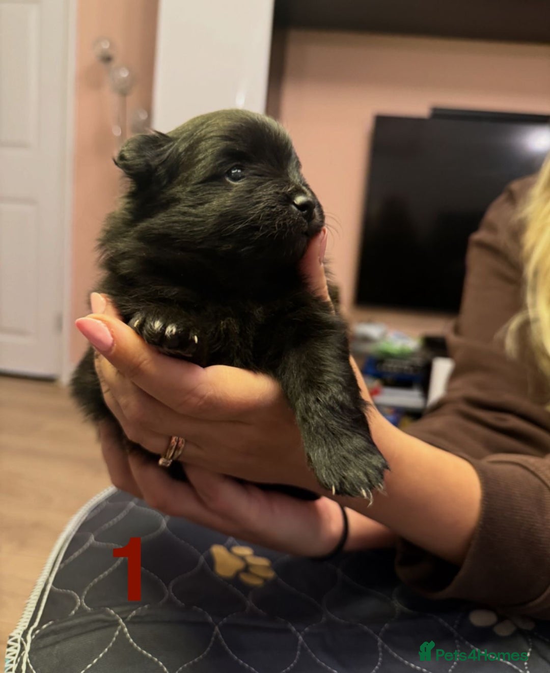 Pomeranian dogs for sale: Stunning Pomeranians  - Image 7
