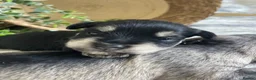 Miniature Schnauzer dogs for sale: THERAPY RAISED MINIATURE SCHNAUZERS - Advert 3