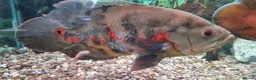 Cichlids fish for sale: Oscar Cichlid  - Advert 5
