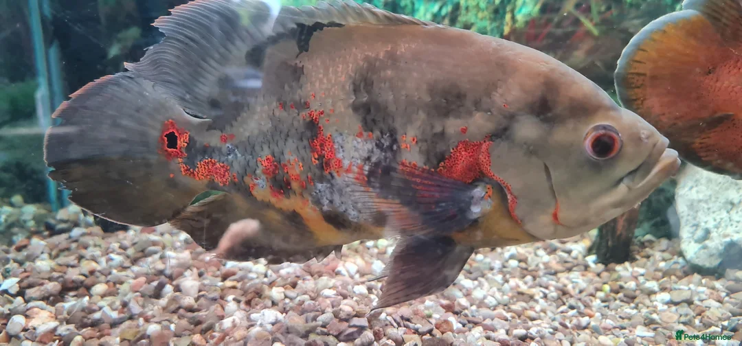 Cichlids fish for sale: Oscar Cichlid  - Advert 5