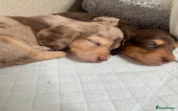 Miniature Dachshund dogs for sale: Miniature Long Haired Dachshund **Last Boy** in Saint Helens - Image 5