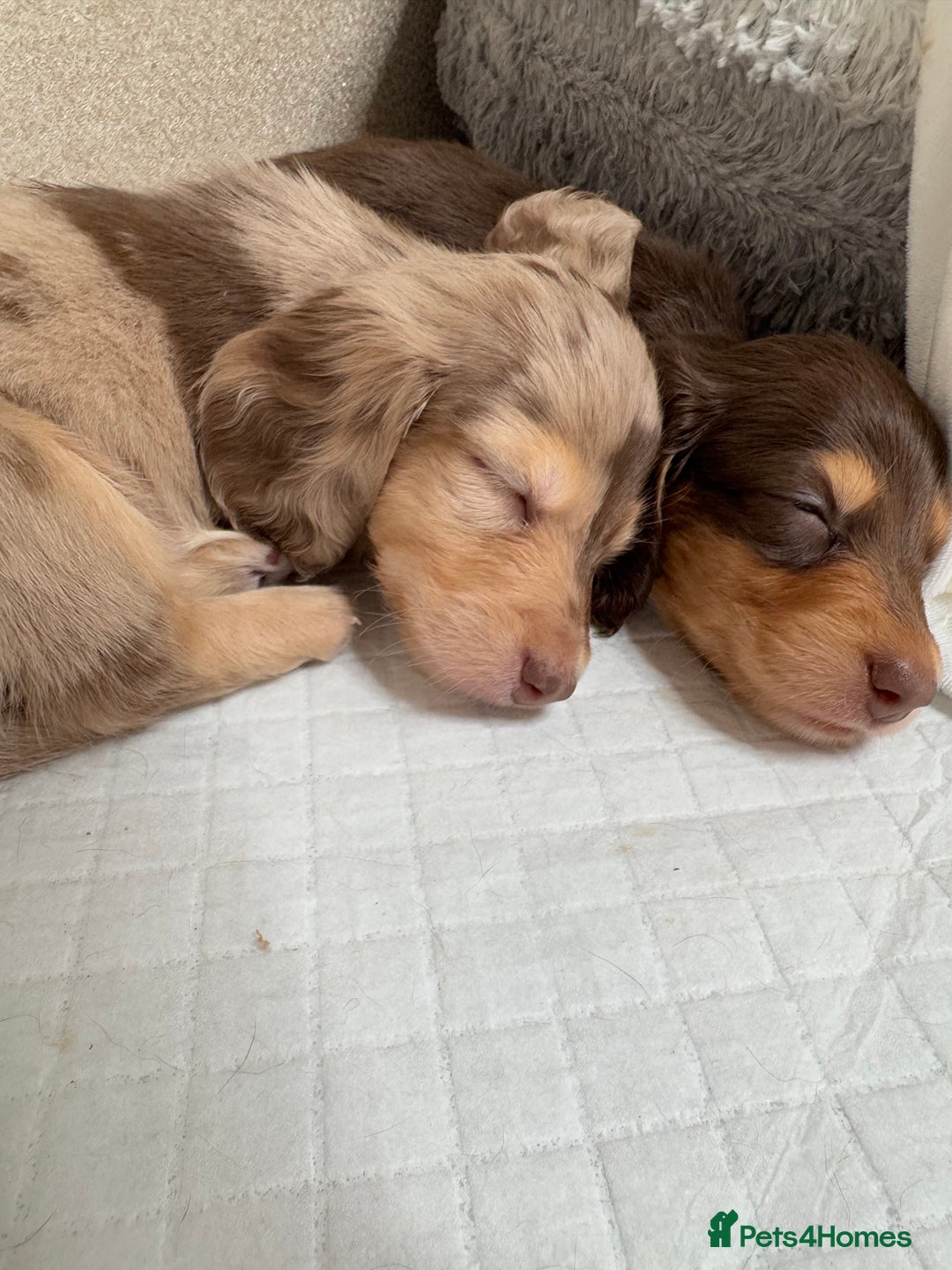 Miniature Dachshund dogs for sale: Miniature Long Haired Dachshund **Last Boy** in Saint Helens - Image 5