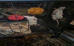 Rat rodents for sale: 4 Fancy Rats, 3 story cage and accessories  - Image 4
