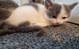 RagaMuffin cats for sale: 3 grey and white female kittens  - Image 24