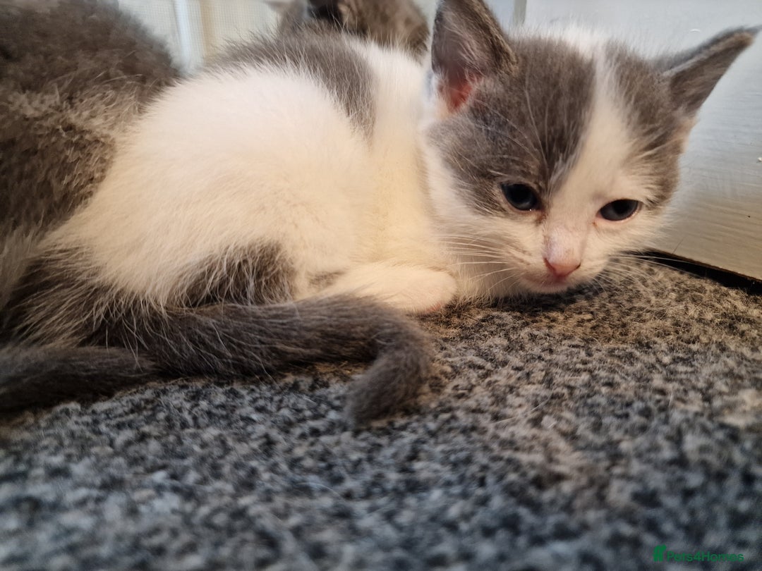 RagaMuffin cats for sale: 3 grey and white female kittens  - Image 24