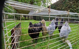 Chickens poultry for sale: Farmyard Mixed Chicks - Image 6