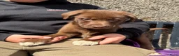 Borador dogs for sale: Beautiful Labrador x border collie pup  - Advert 6