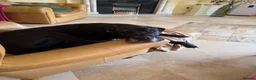 Great Dane dogs for sale: Black Female Great Dane 5yrs Old in Windsor - Advert 6