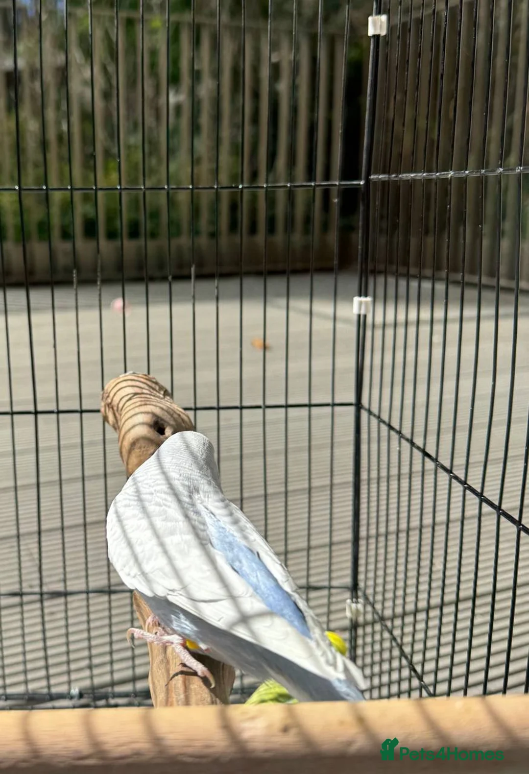 Budgerigars birds for sale: Violet dilute budgie hen in London - Advert 5