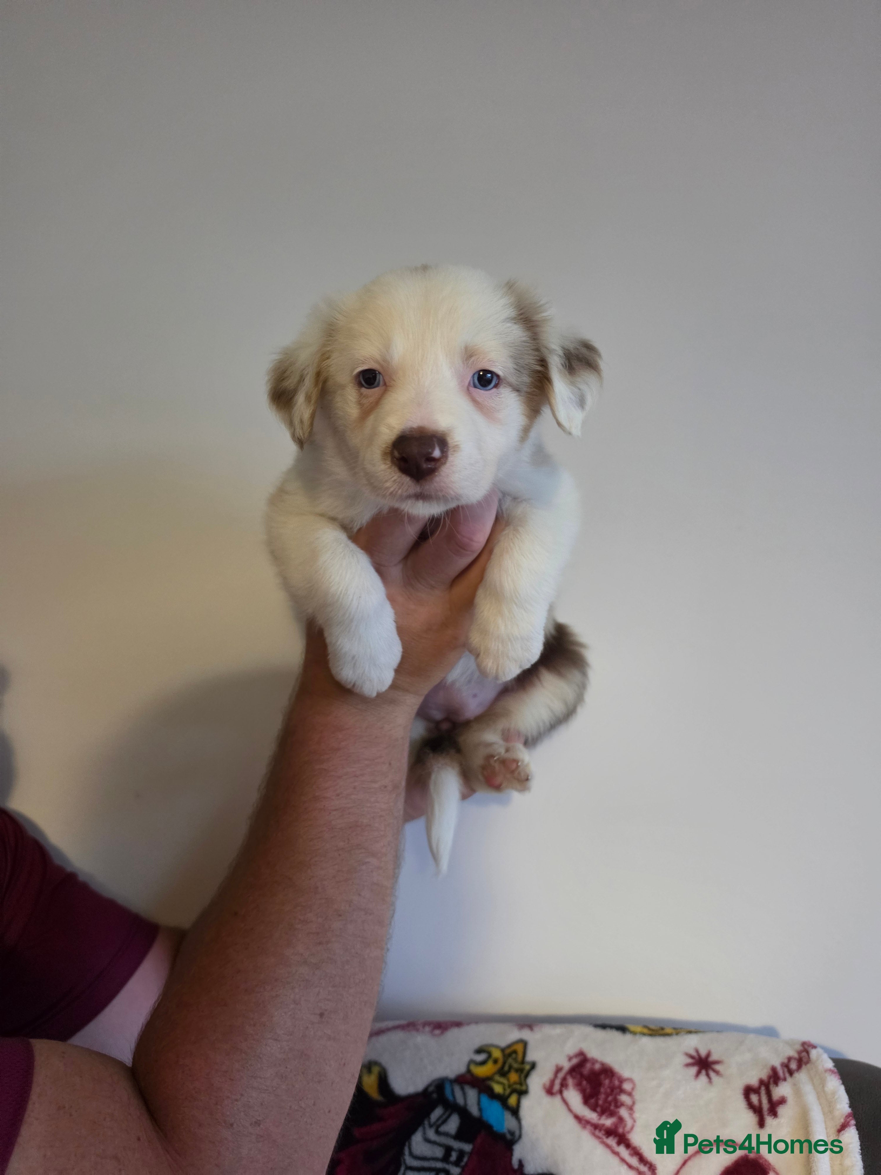 Border Collie dogs Border collie puppies - Advert 2
