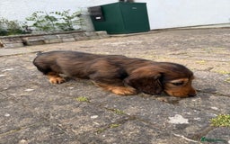 Dachshund dogs for sale: Black and Tan Dog - KC Registered Long-Haired Dachshund Puppies - Image 17