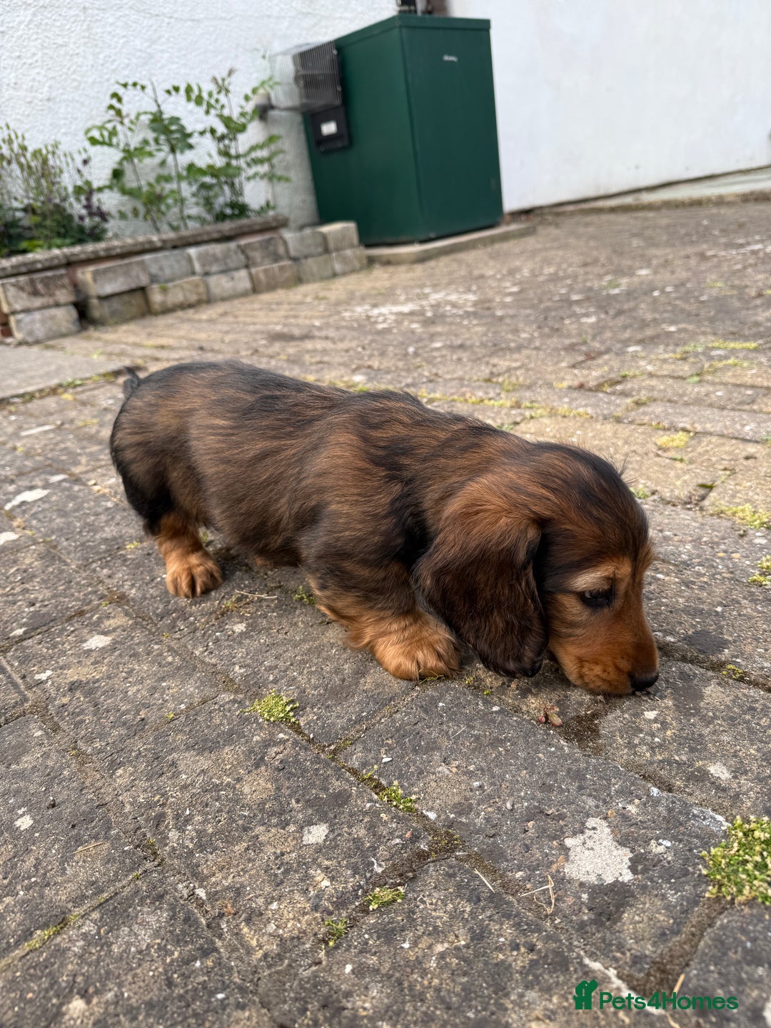 Dachshund dogs for sale: Black and Tan Dog - KC Registered Long-Haired Dachshund Puppies - Image 17
