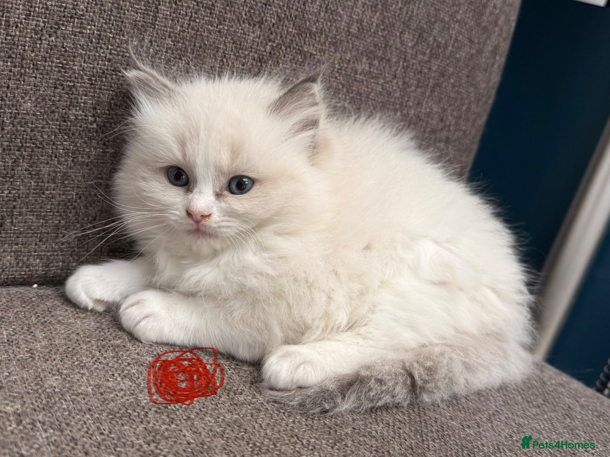 Ragdoll cats ❤️🏅Beautiful GCCF champ blood ragdoll kittens🏅❤️ - Advert 2