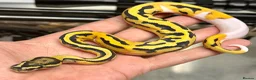 Python Snake reptiles for sale: Various royal pythons from £25 upwards  - Advert 8