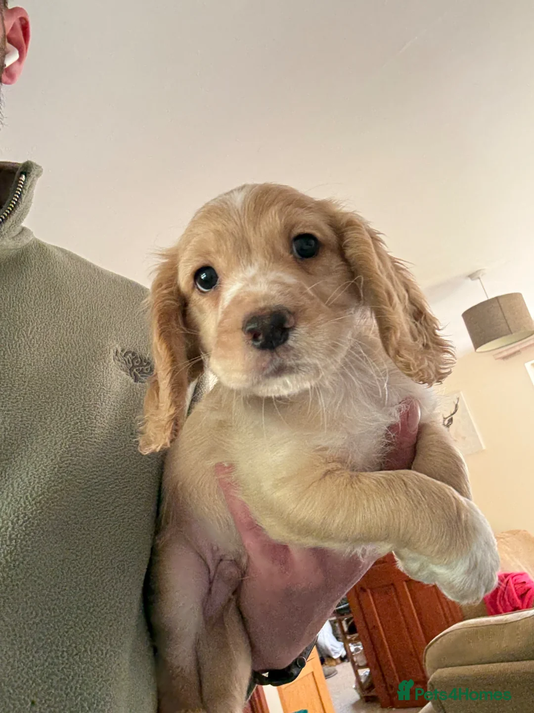 Cocker Spaniel dogs for sale: Working cocker spaniels  in Whitby - Advert 2