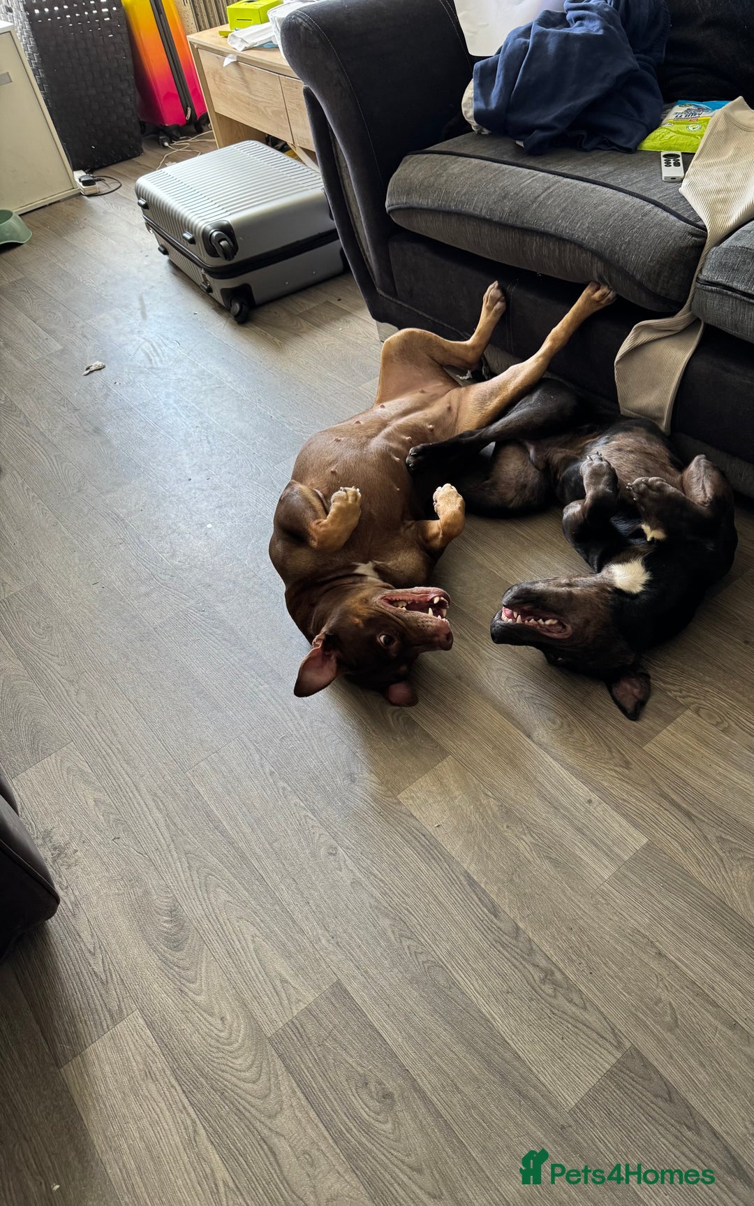 Mixed Breed dogs for sale: Beautiful Boy called Nero - Image 2