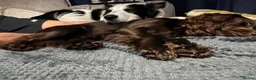 Border Collie dogs for stud: Proven Border Collie Mix Stud in Alfreton - Advert 5