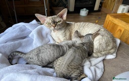 Devon Rex cats for sale: Devon Rex girl, excellent type  - Image 6