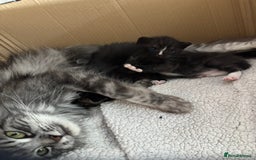 Scottish Fold cats for sale: Scottish fold cross - Image 7