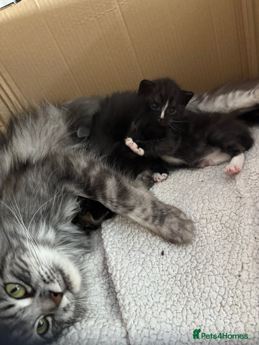 Scottish Fold cats for sale: Scottish fold cross - Image 7