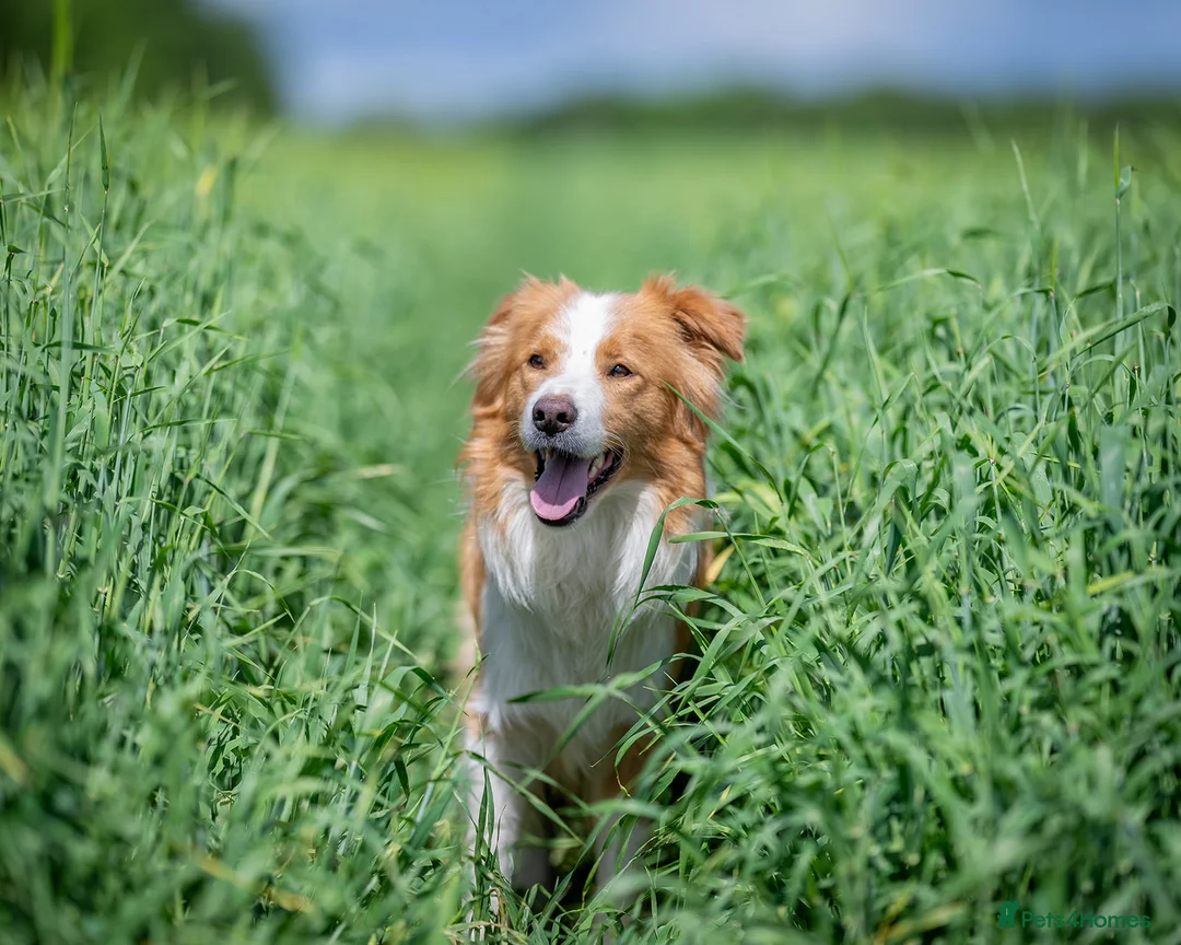 Border Collie dogs for stud: KC REG FULLY HEALTH TESTED EE RED/GOLD STUD  in Doncaster - Advert 18
