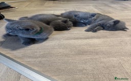 British Shorthair cats for sale: X-4 Gorgeous British-Shorthair Kittens  - Image 9