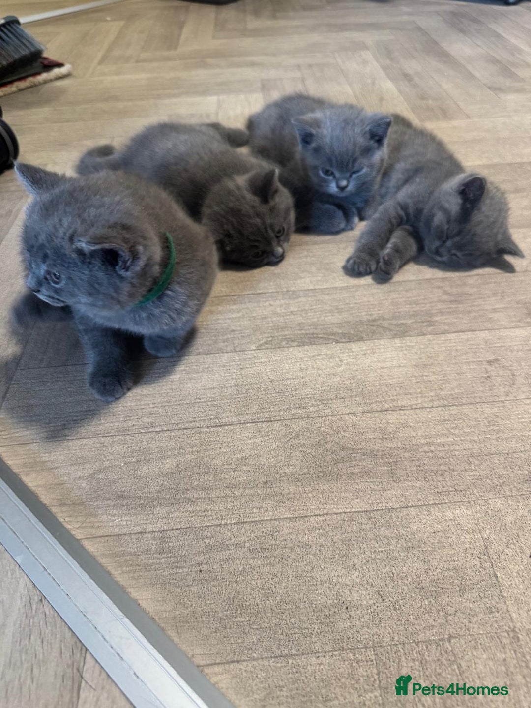 British Shorthair cats for sale: X-4 Gorgeous British-Shorthair Kittens  - Image 9