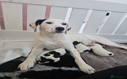 Beagle dogs for sale: BEAGLE X SPANIEL MIX PUPPIES - Image 14