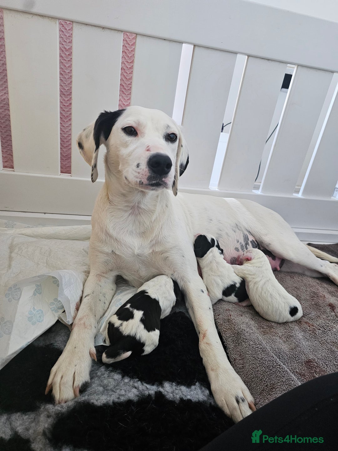 Beagle dogs for sale: BEAGLE X SPANIEL MIX PUPPIES - Image 14