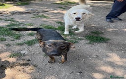 Mixed Breed dogs for adoption: LOTTIE - a Lovely girl for a Loving Home - Image 11