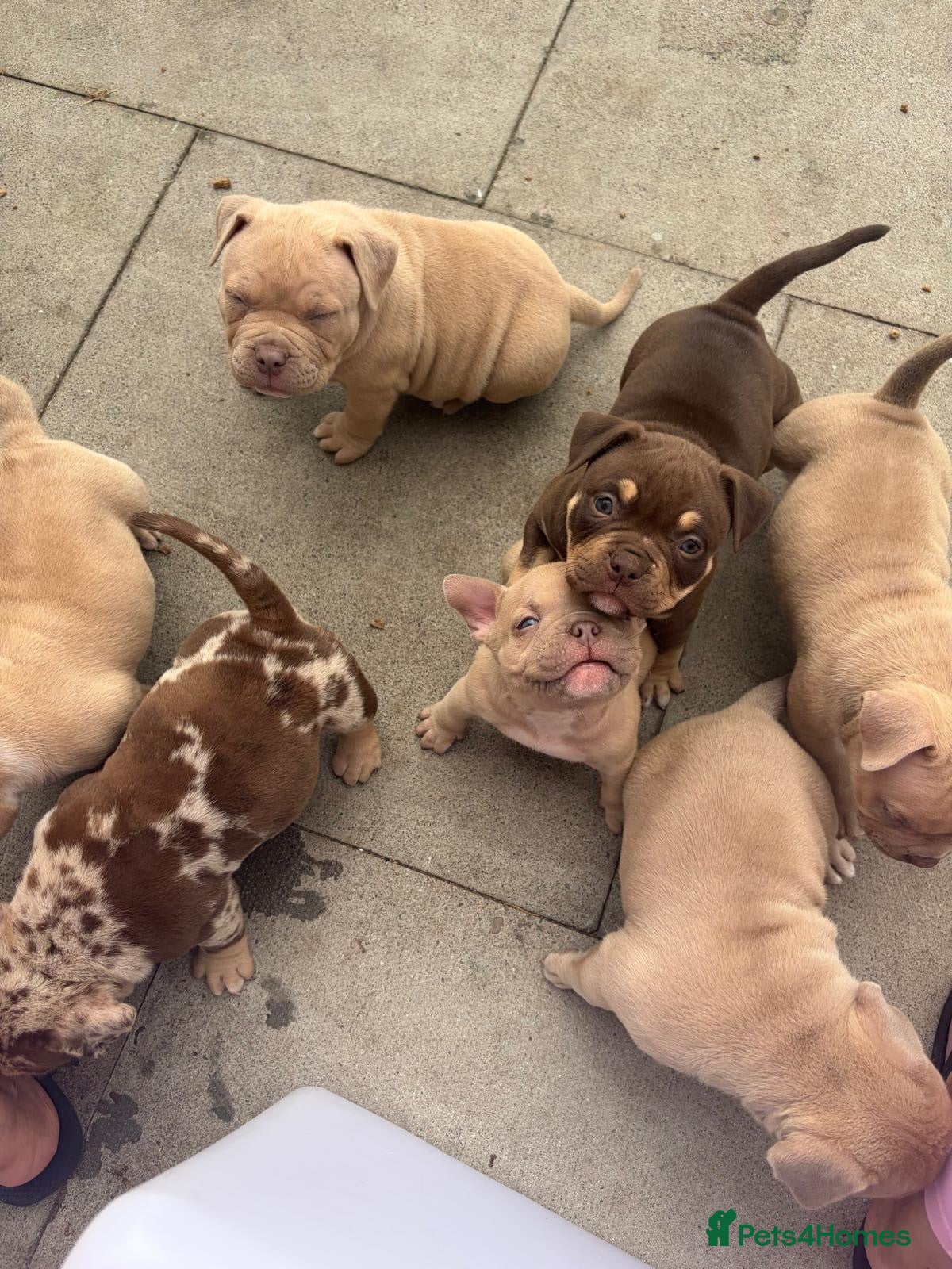 American Bully dogs Quality Pocket bully pups - Advert 8