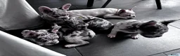 French Bulldog dogs for sale: French Bull Dog Puppies! - Advert 3