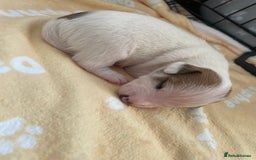 Mixed Breed dogs for sale: Jack chi puppies  - Image 11