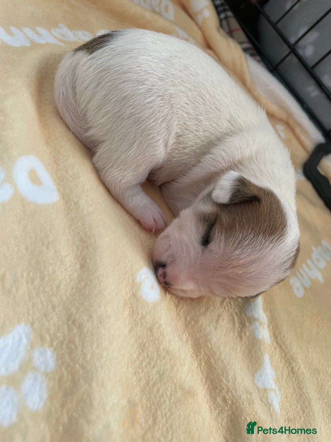 Mixed Breed dogs for sale: Jack chi puppies  - Image 11