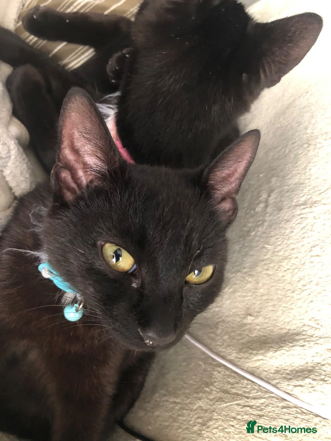 Mixed Breed cats for sale: 3 beautiful Maine Coon/Siamese mix kittens in Waltham Abbey - Advert 5