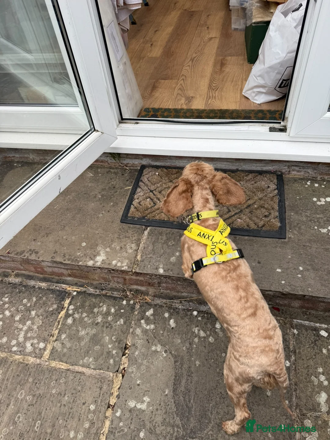 Mixed Breed dogs for sale: 3 year old cockapoo - Advert 2