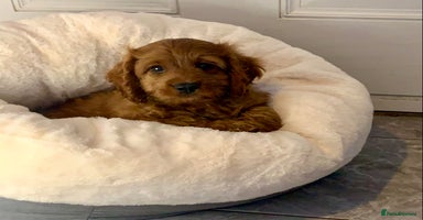 Cavapoo dogs - Advert 2