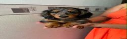 Miniature Dachshund dogs for sale: Long haired miniature dachshund  - Advert 3