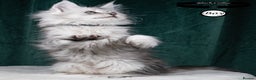 Maine Coon cats for sale: XL PEDIGREE TICA REGISTERED MAINE COON KITTENS - Advert 5