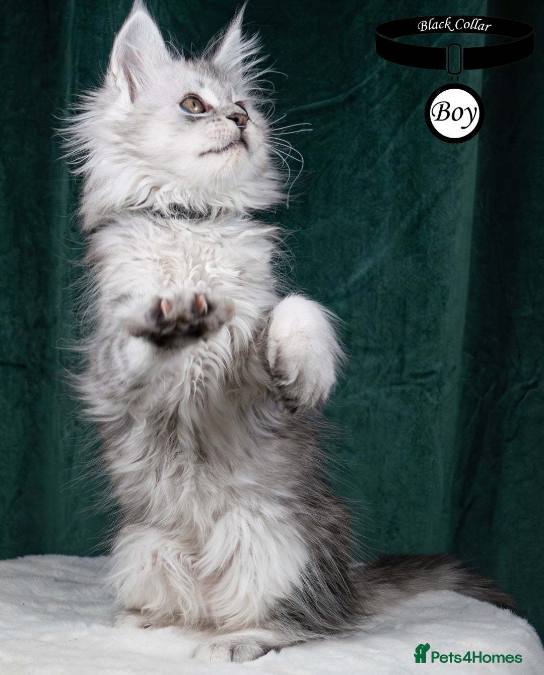 Maine Coon cats for sale: XL PEDIGREE TICA REGISTERED MAINE COON KITTENS - Advert 5