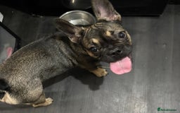 French Bulldog dogs for sale: Lily the frenchie - Image 5