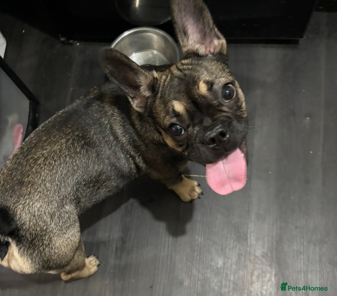 French Bulldog dogs for sale: Lily the frenchie - Image 5